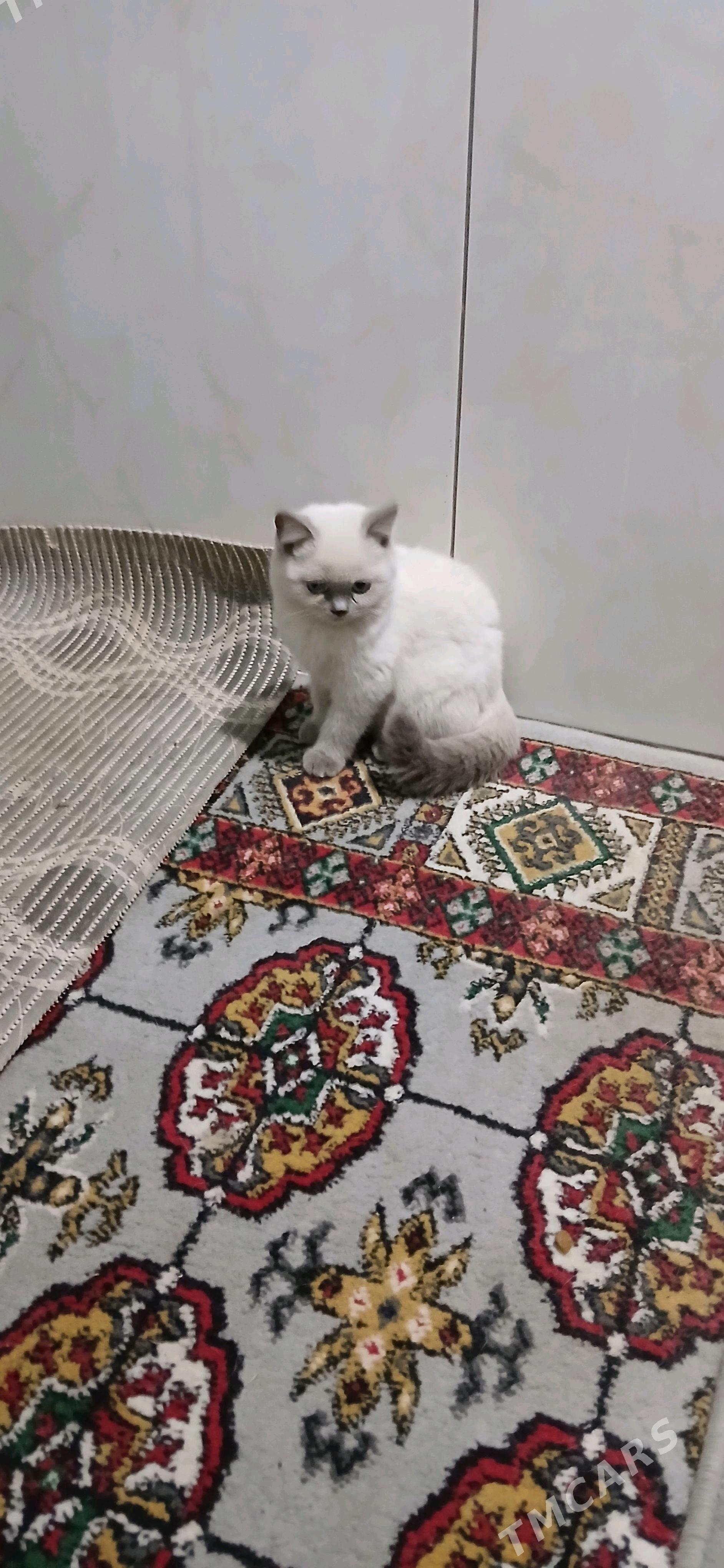 шотландская кошка - Туркменабат - img 3