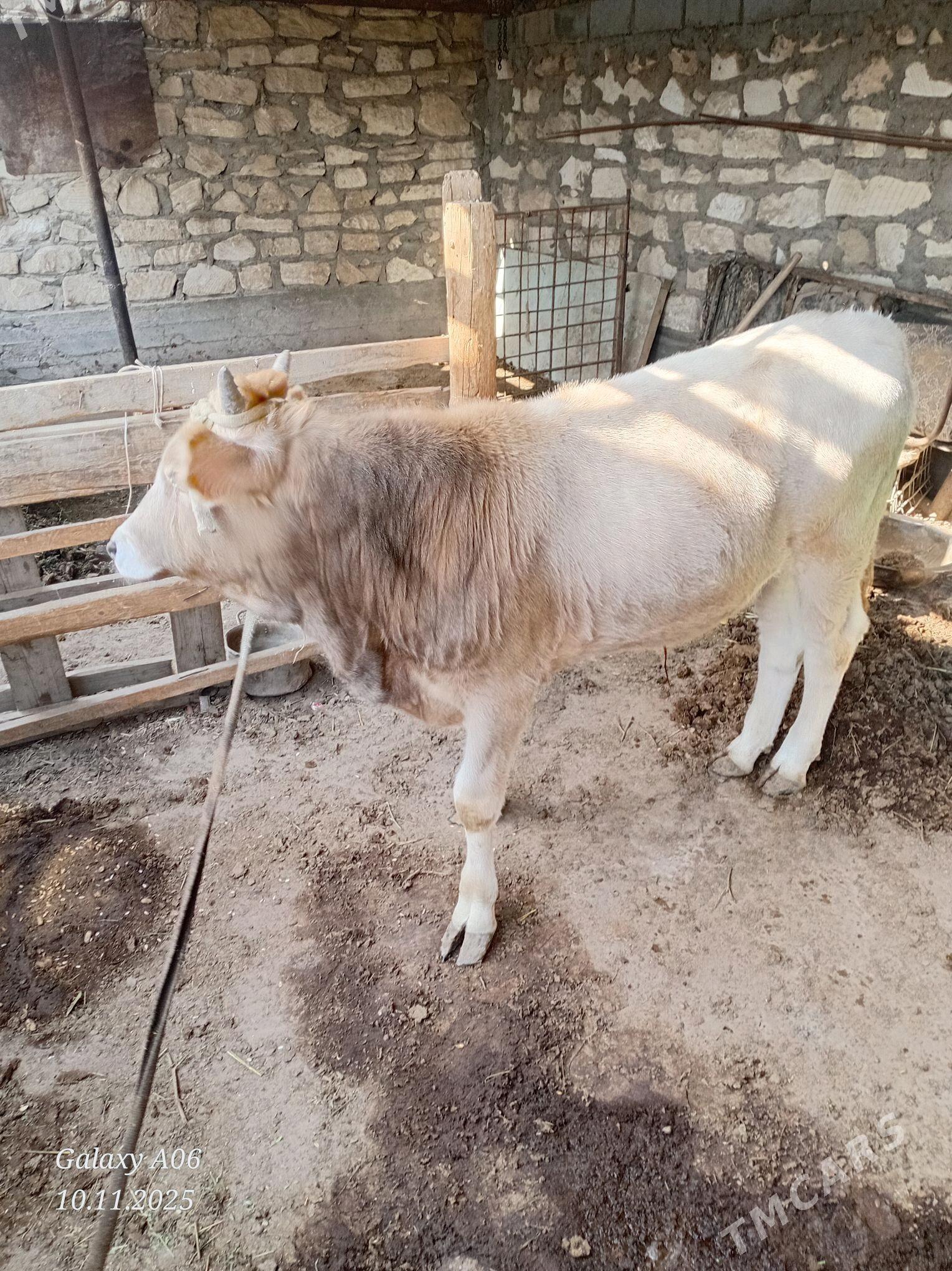 Öküz - Gumdag - img 1