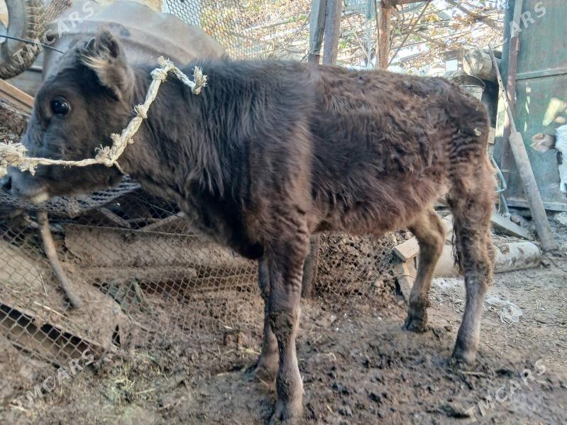 Öküz - Гызыларбат - img 2