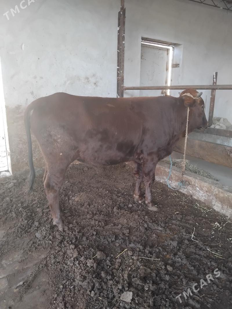 öküz - Туркменабат - img 1