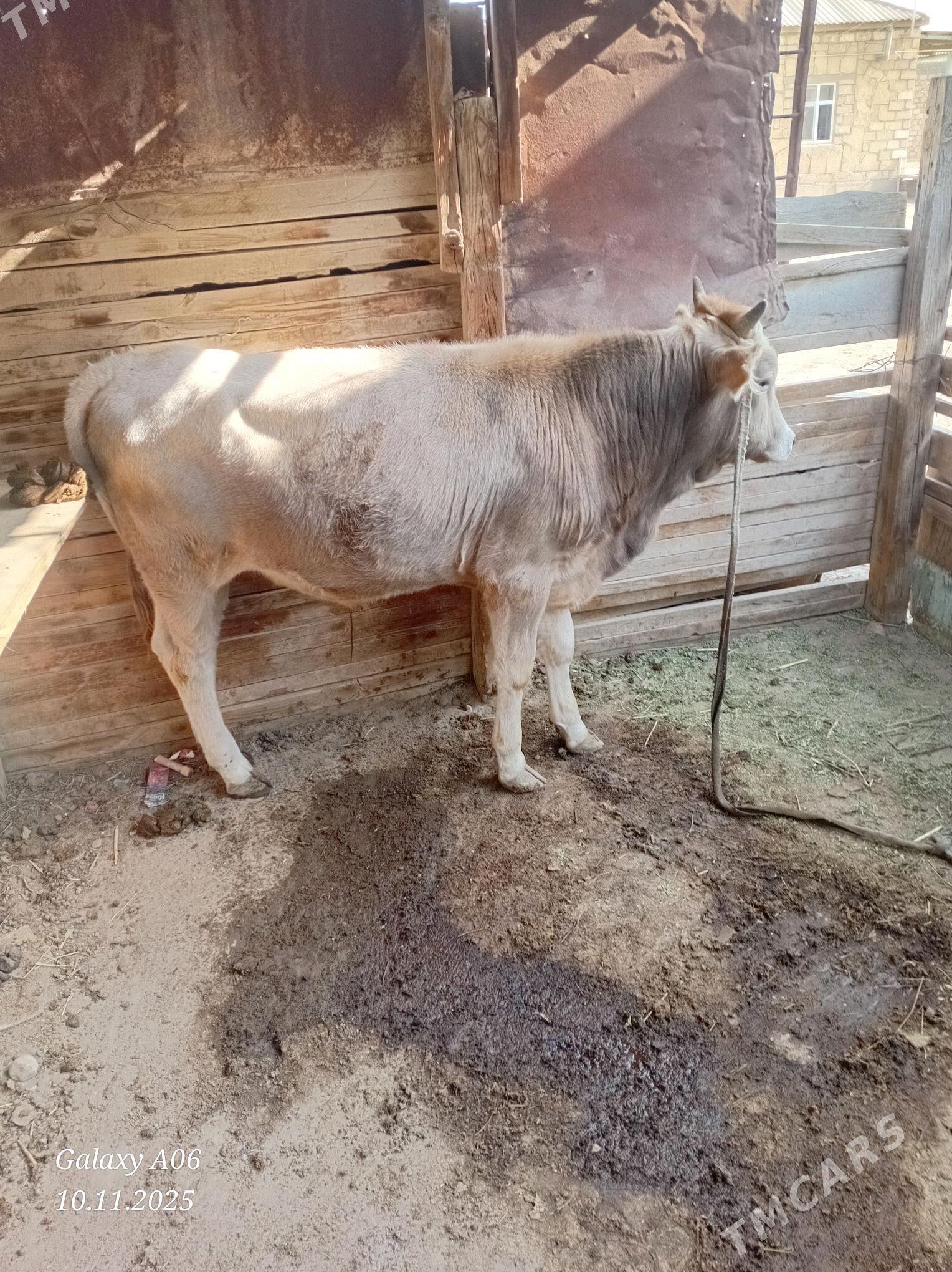 Öküz - Gumdag - img 2