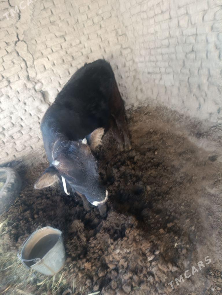 okizler - Sakarçäge - img 2