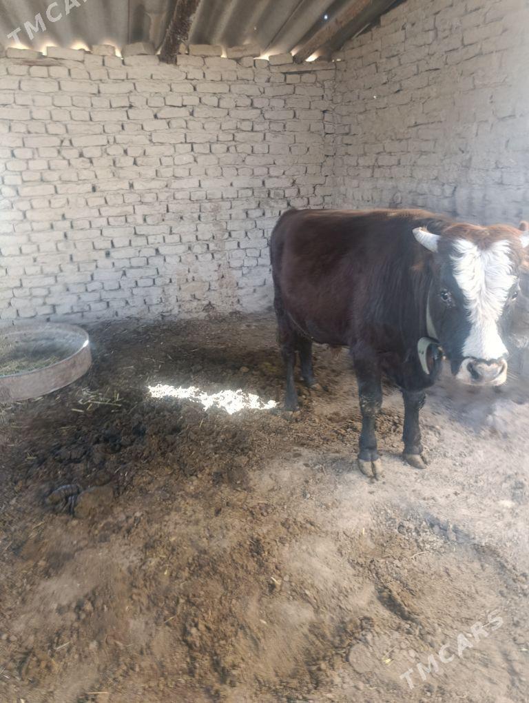 okizler - Sakarçäge - img 6