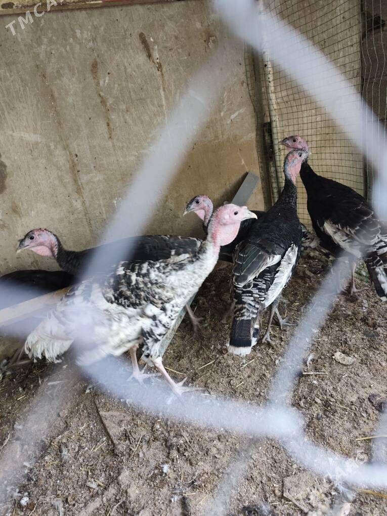 induk - Анев - img 3