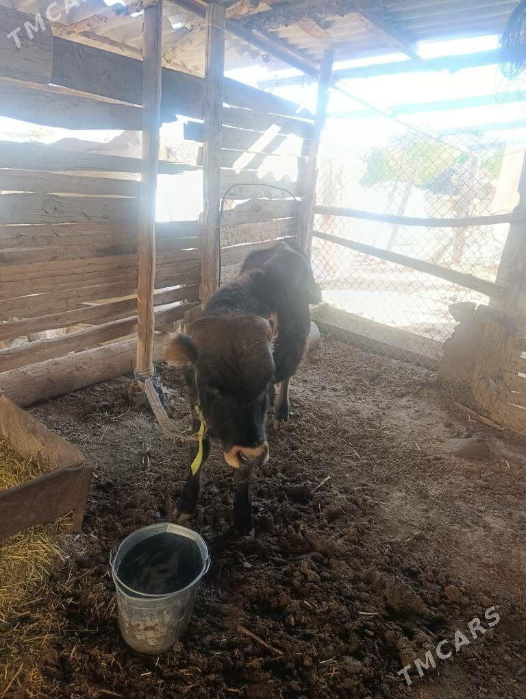 okizler - Sakarçäge - img 5