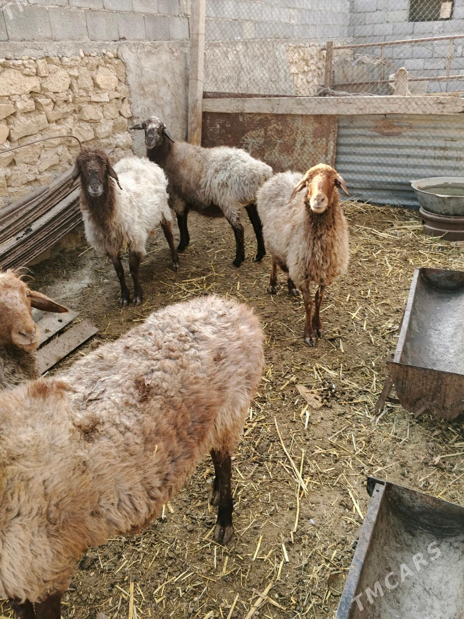 tokly goýun - Gyzylarbat - img 3