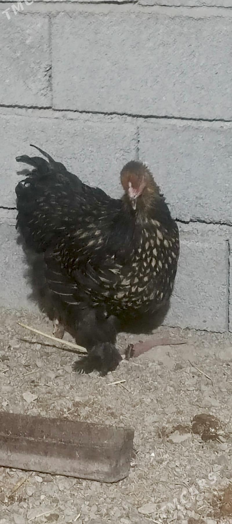 Towuk - Бузмеин - img 3