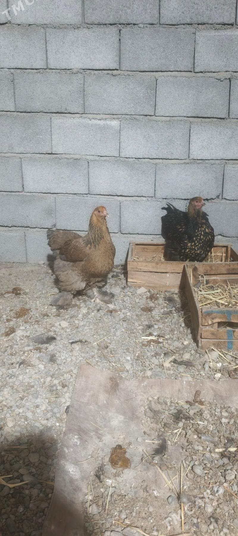 Towuk - Büzmeýin - img 2