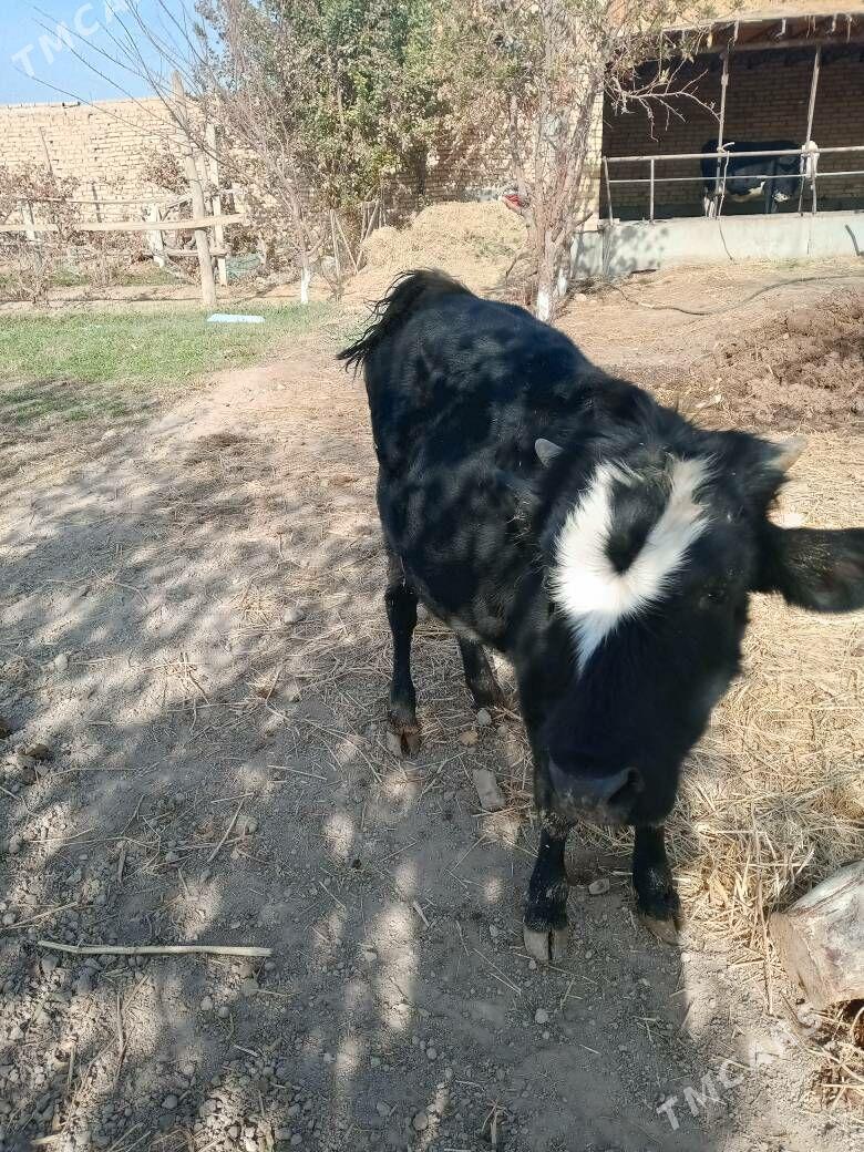 ukuzce - Türkmenabat - img 2