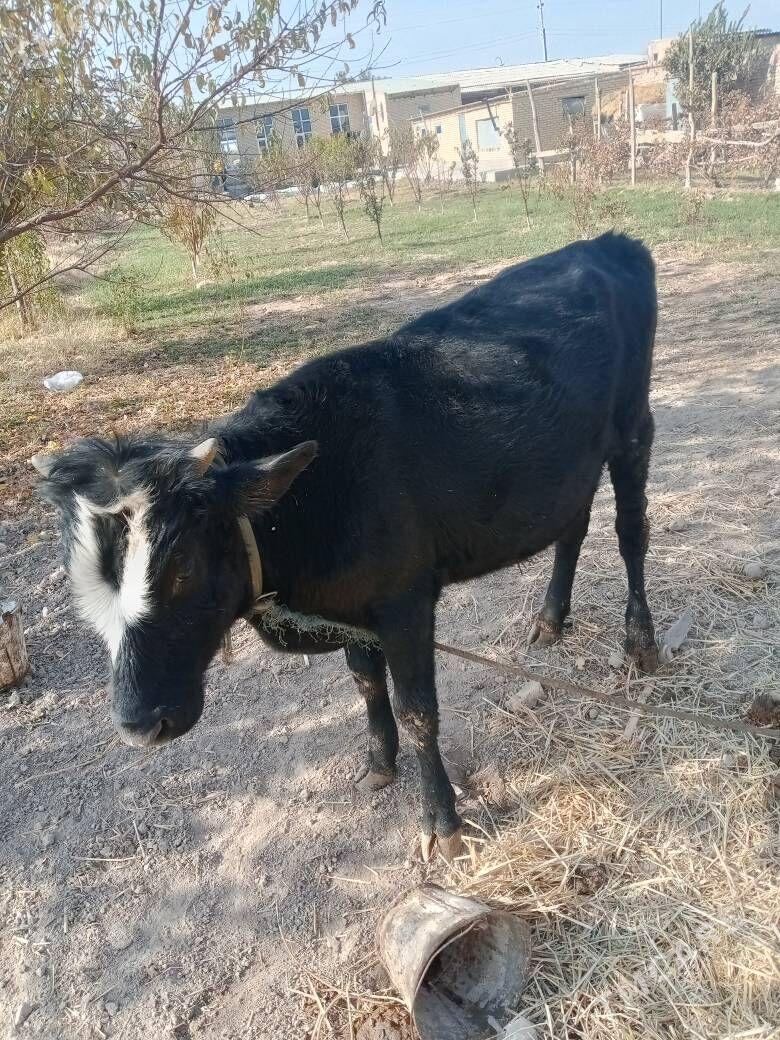 ukuzce - Türkmenabat - img 1