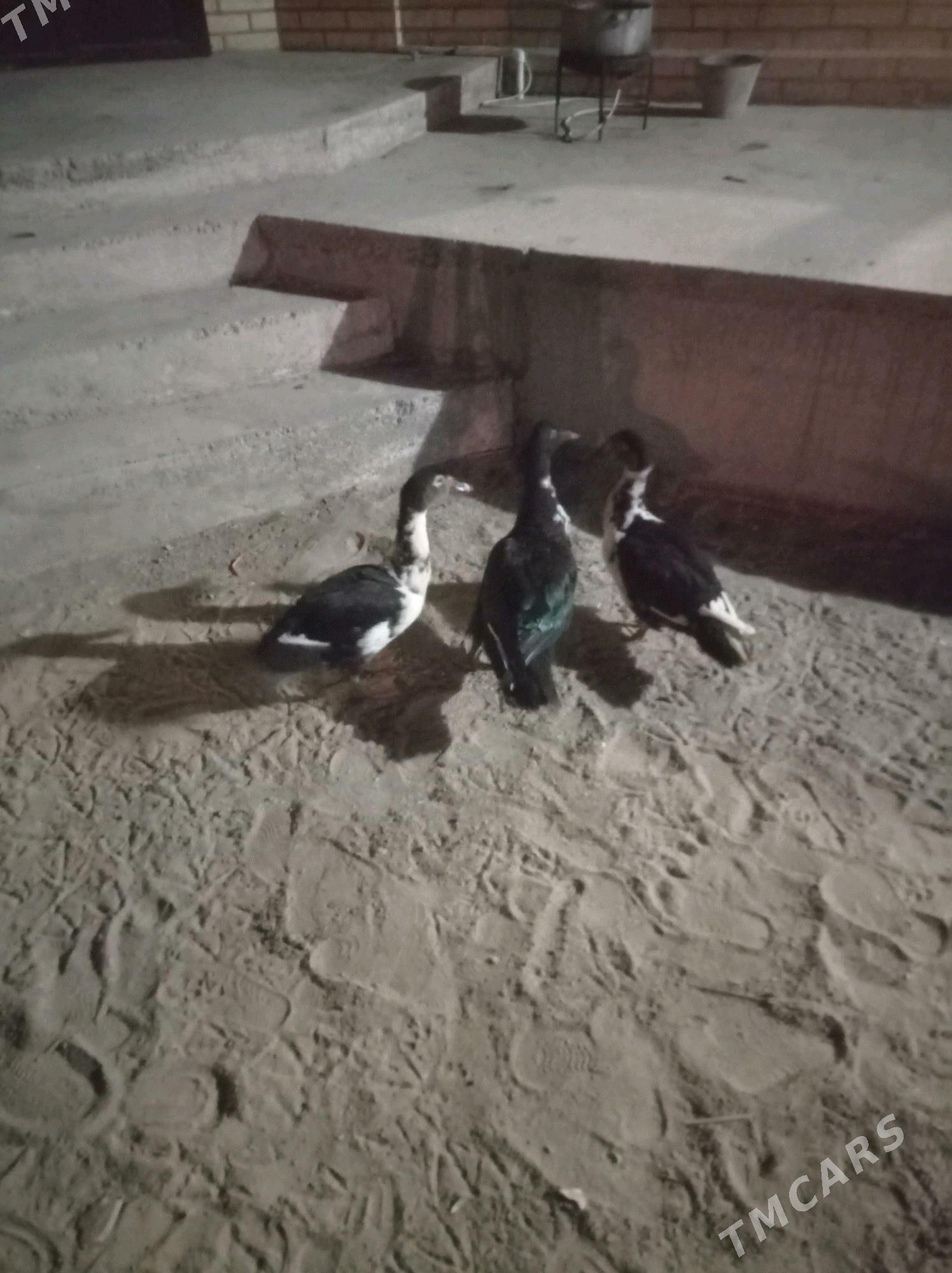 Induwutga ordek - Сакарчага - img 3