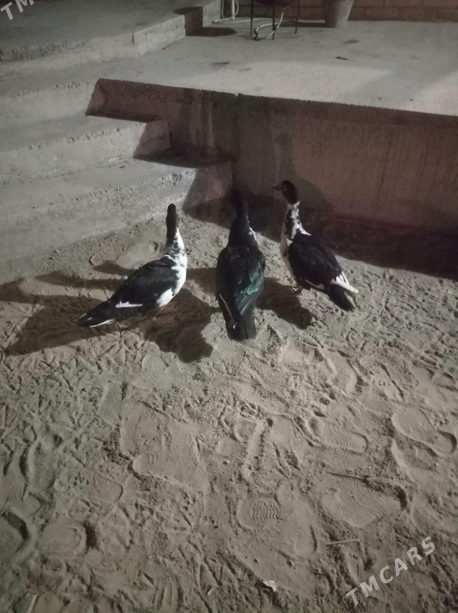 Induwutga ordek - Сакарчага - img 2