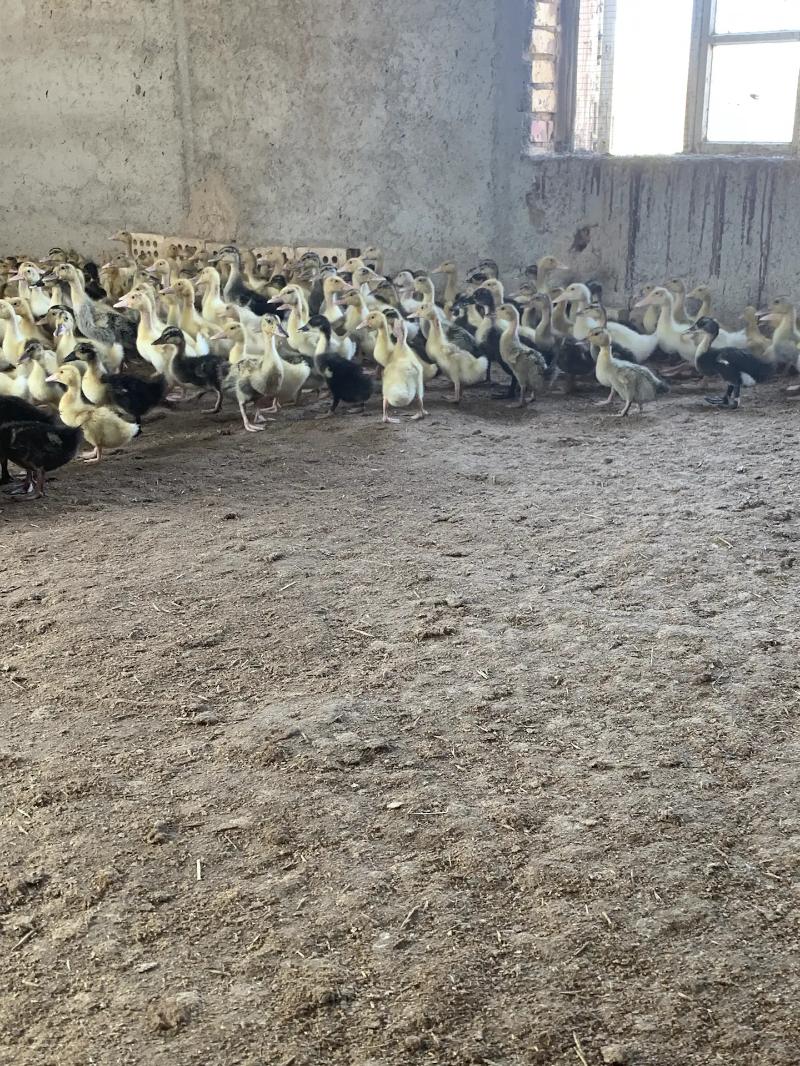 Ördek Jüýje - Векильбазар - img 1