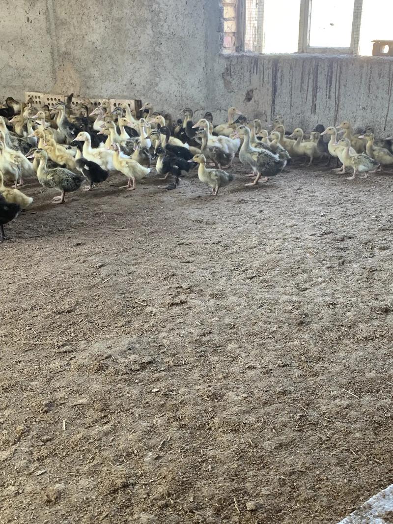 Ördek Jüýje - Векильбазар - img 2