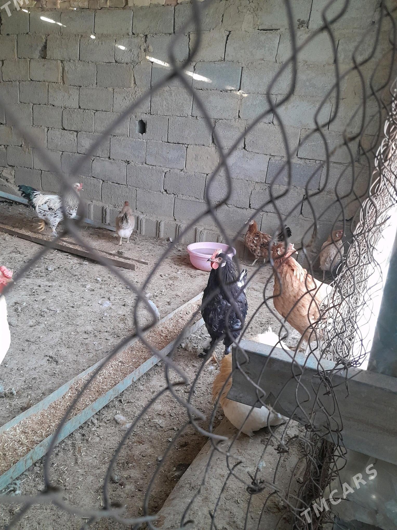 towuk horaz - Ak bugdaý etraby - img 1