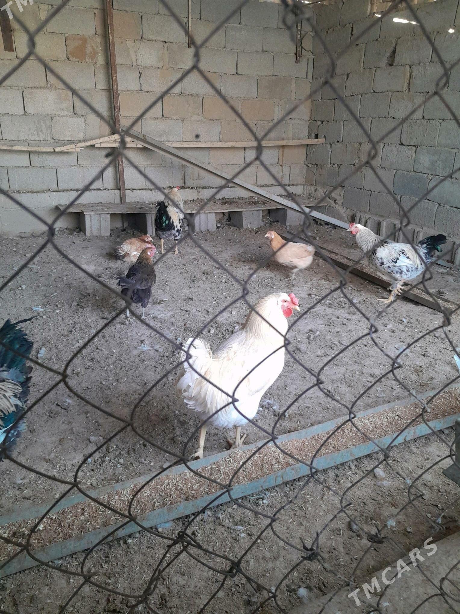 towuk horaz - Ak bugdaý etraby - img 3