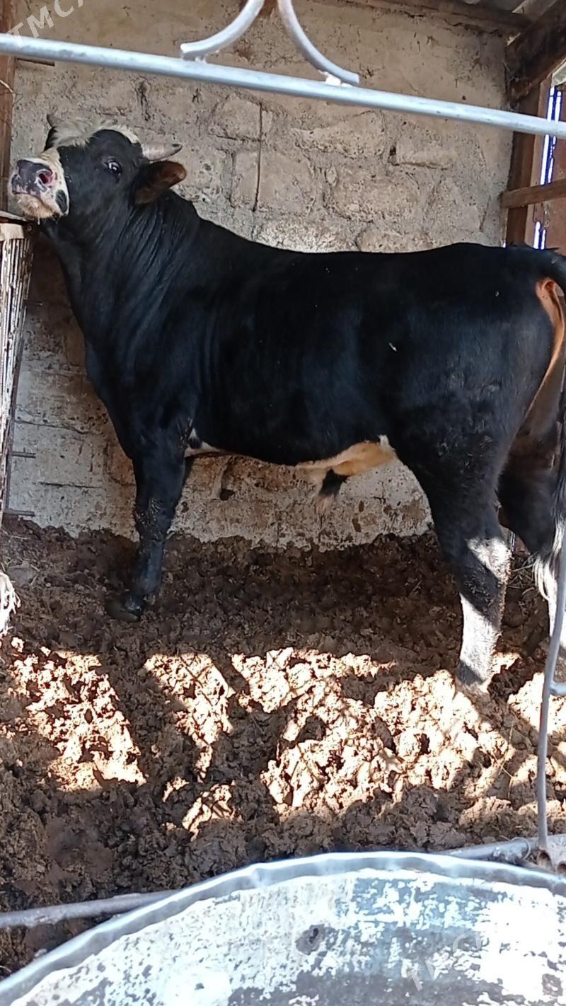 Gibrit tohum öküz - Aşgabat - img 3