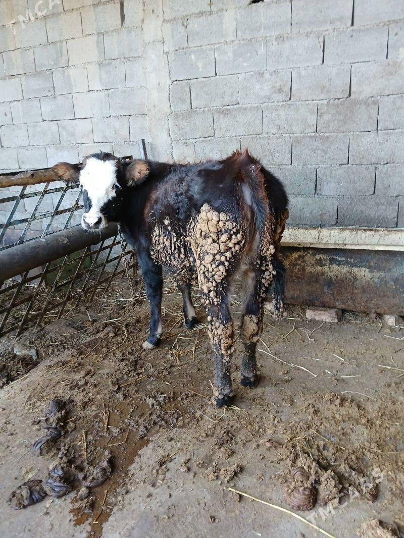 Tuwe - Гёкдепе - img 2