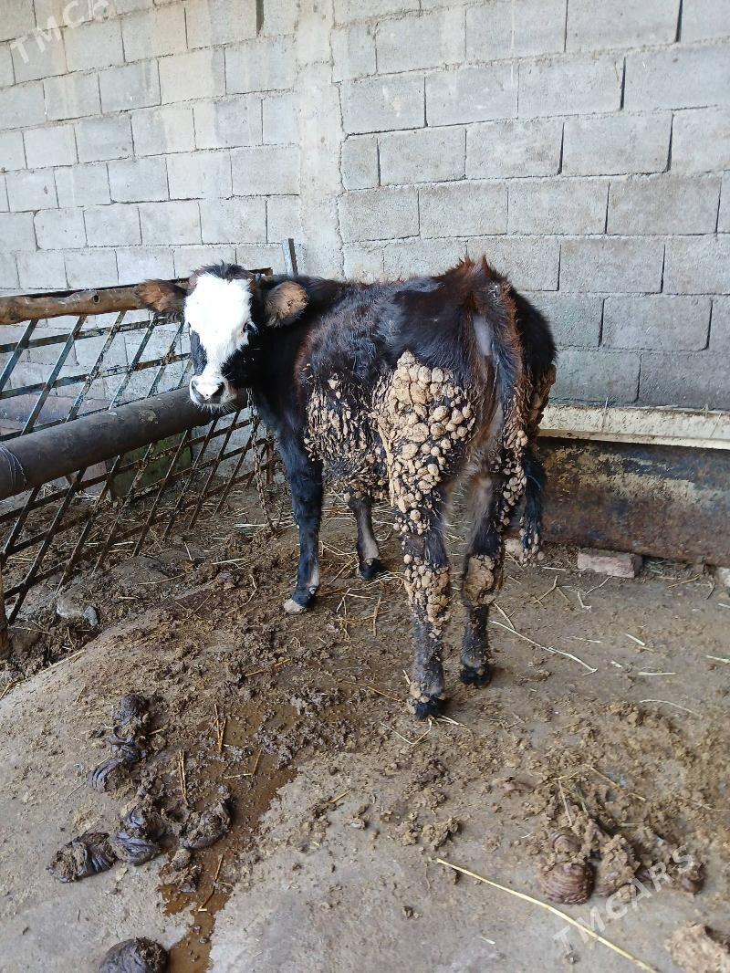 Tuwe - Гёкдепе - img 3