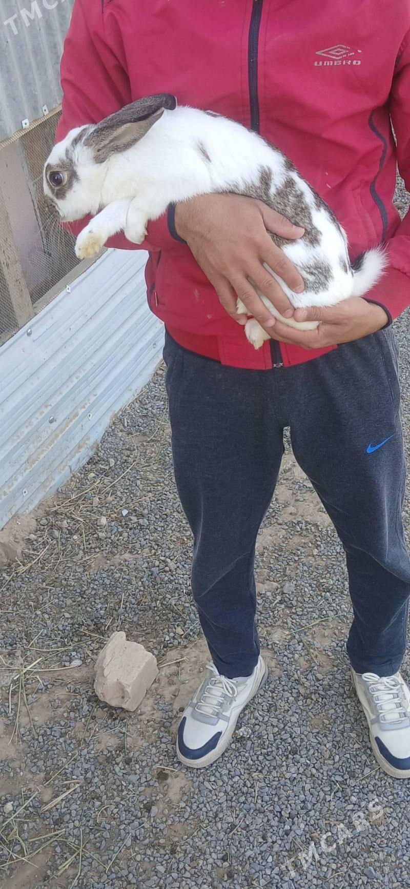 Towsan - Gyzylarbat - img 2