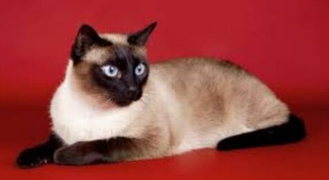 Сиямская Кошка Pisik - Aşgabat - img 2