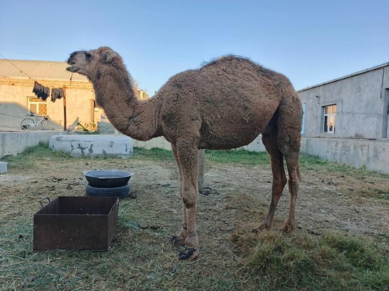 düye - Bäherden - img 3