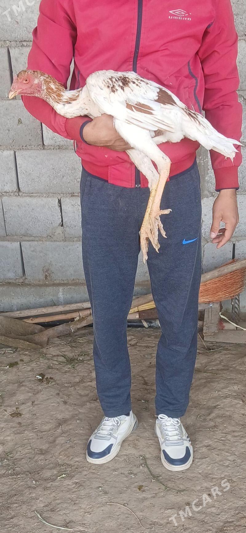 taskent horaz - Gyzylarbat - img 1