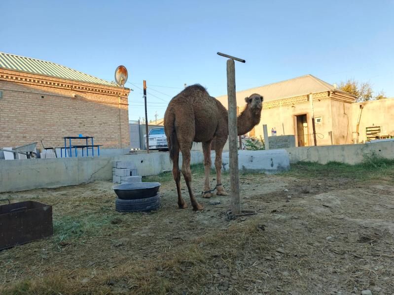 düye - Bäherden - img 4