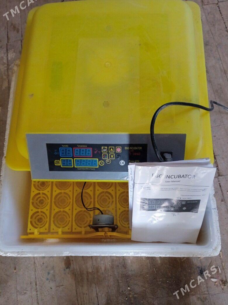 inkibatyr - Kaka - img 4