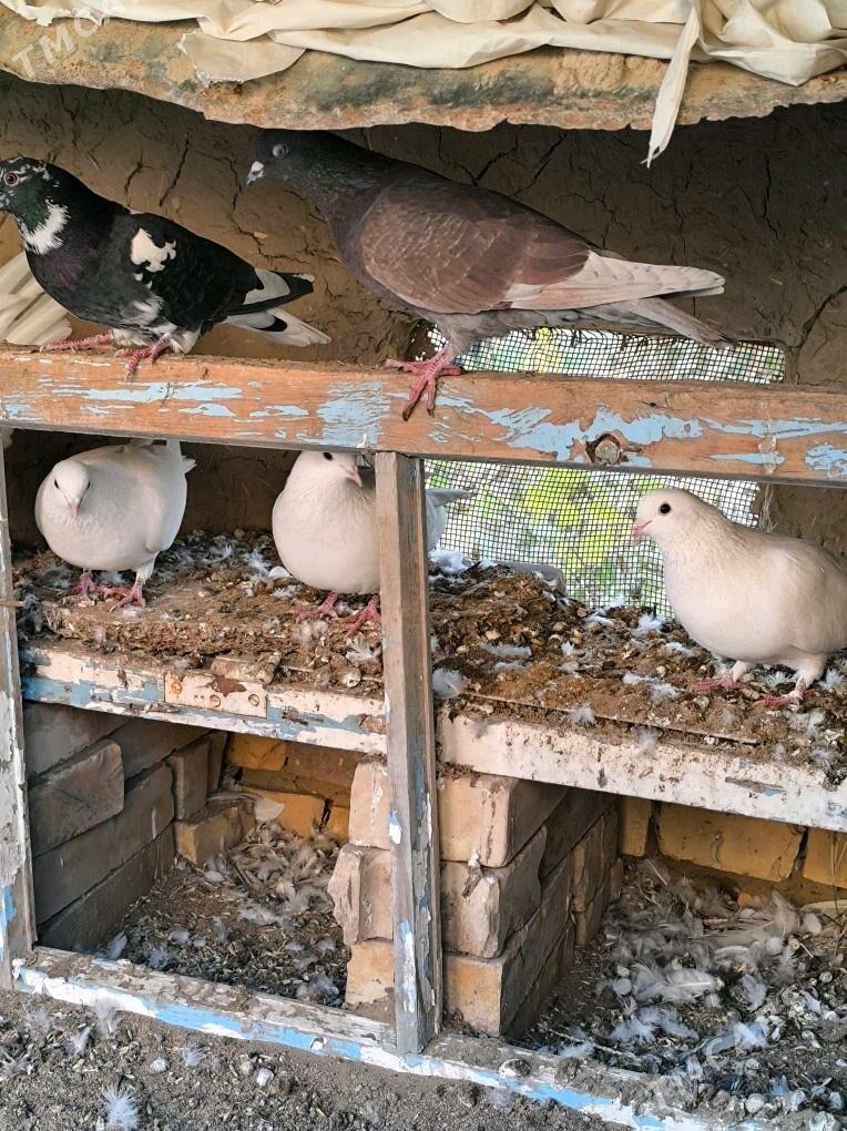 kepderi - Mary - img 3