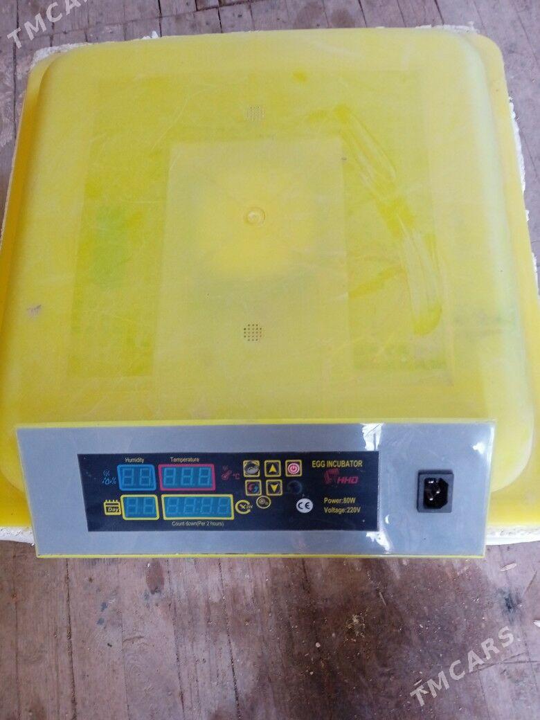 inkibatyr - Kaka - img 3