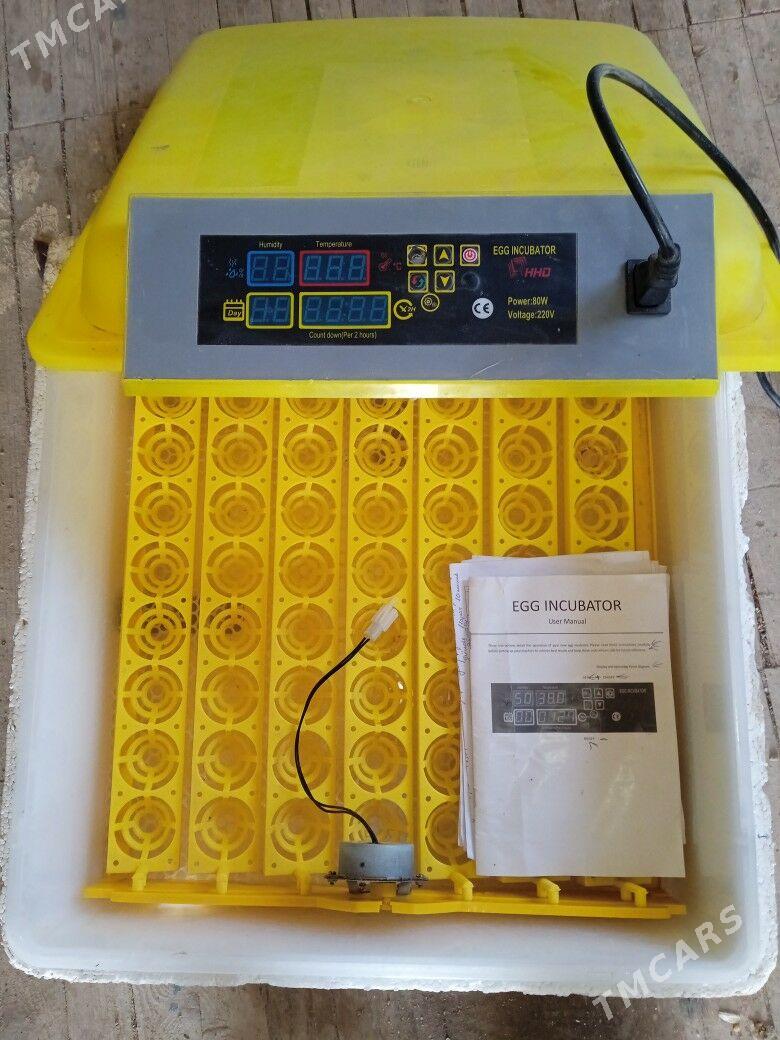 inkibatyr - Kaka - img 1