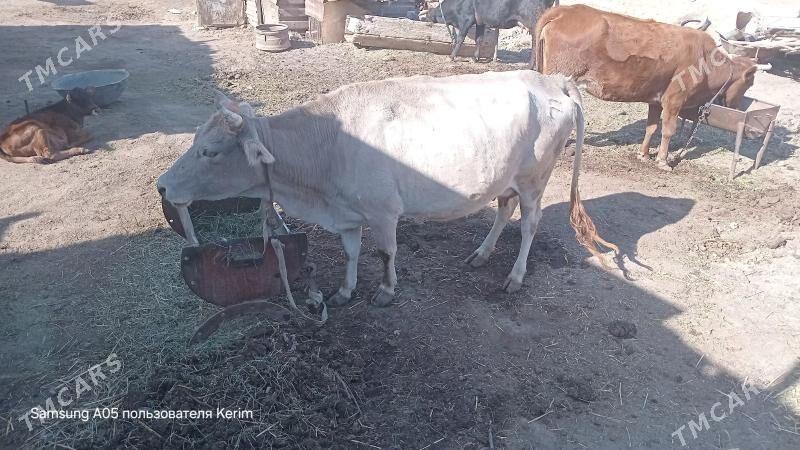 göleli sygyrlar bar ýeketar b - Baýramaly - img 3