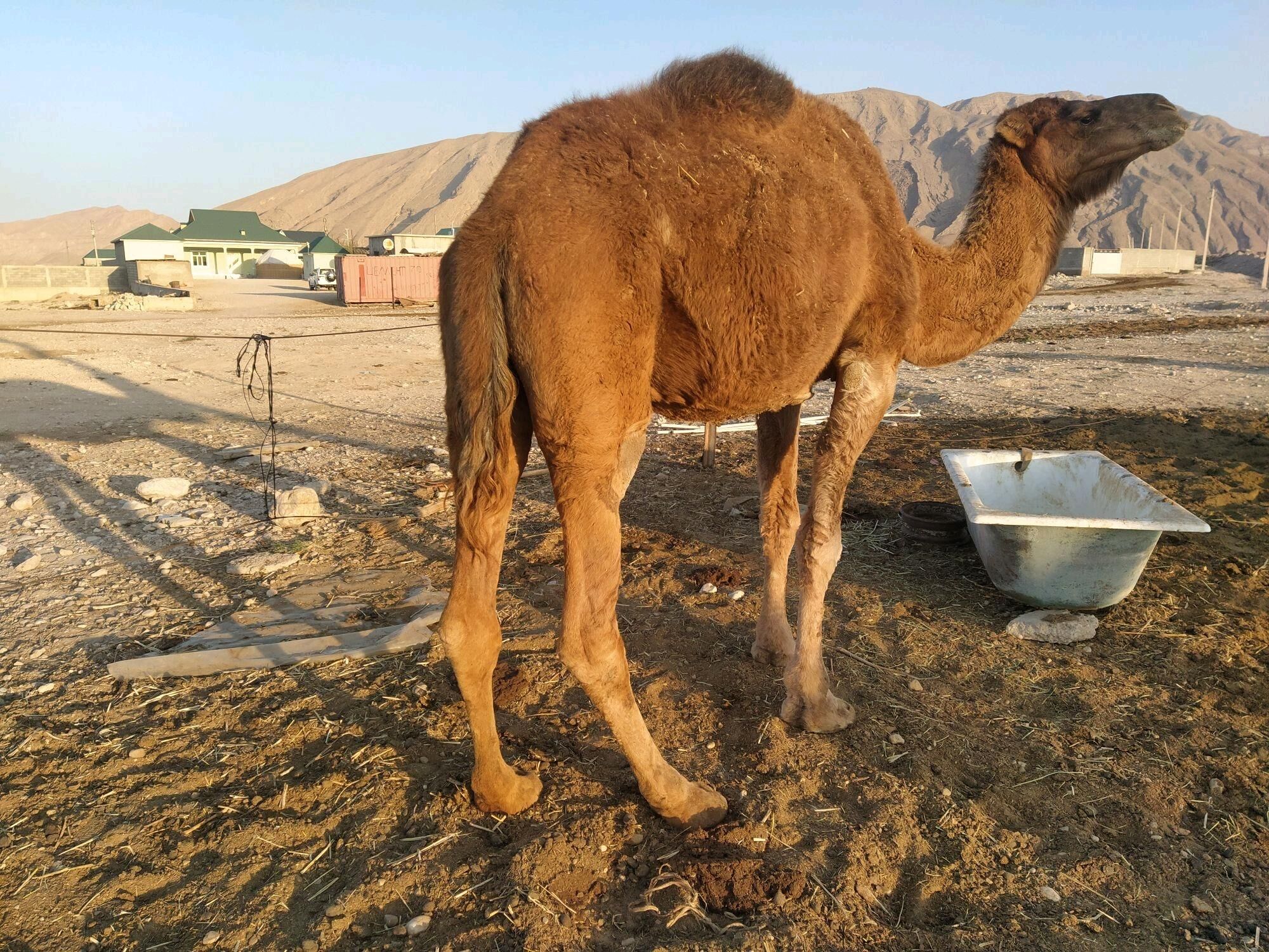 Kosekli Duye - Балканабат - img 2