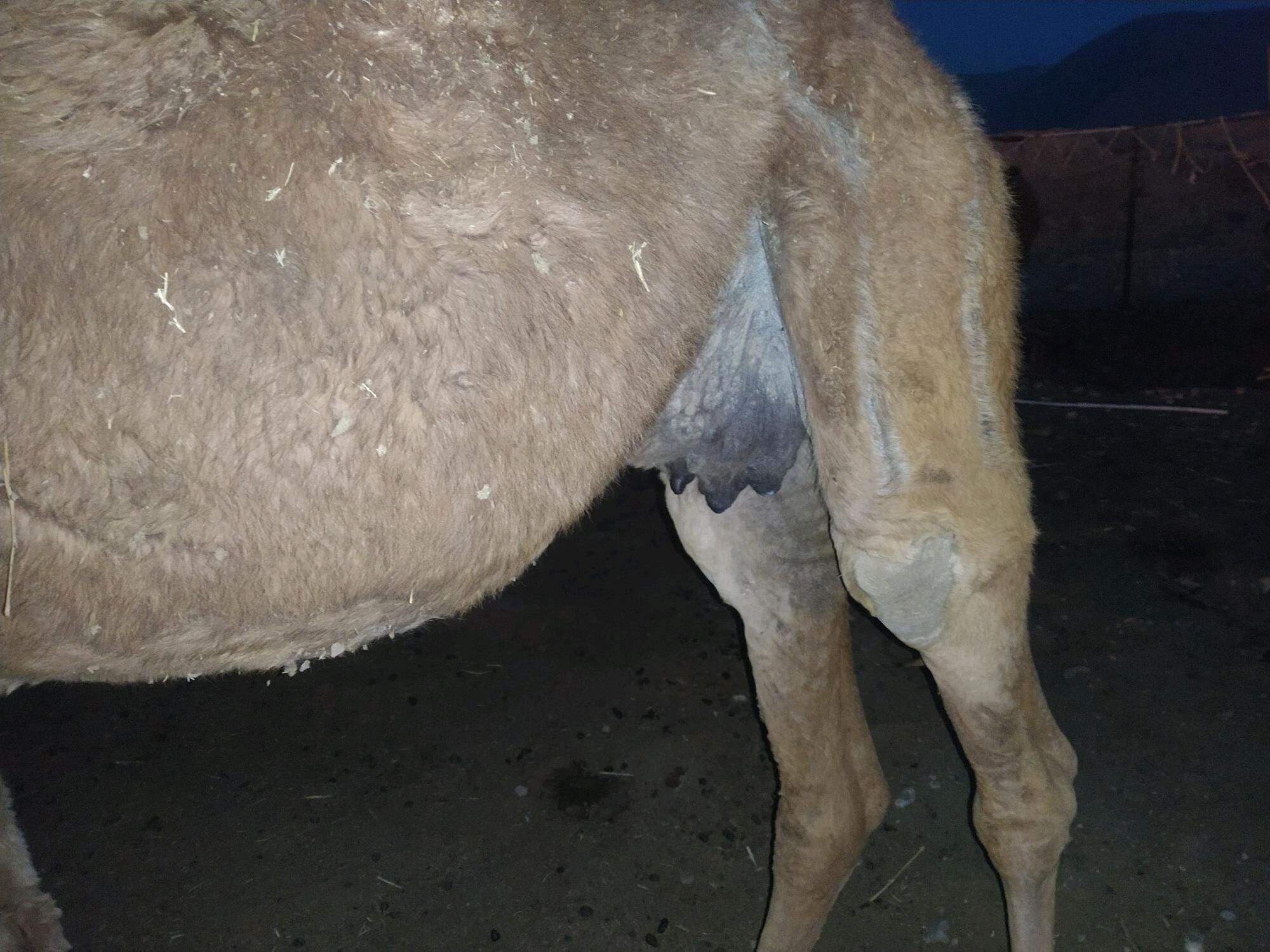 Kosekli Duye - Балканабат - img 3