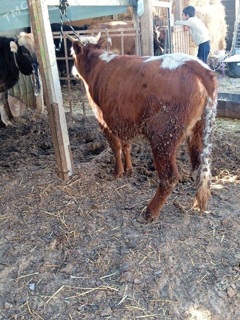 tuwe - Çoganly - img 1