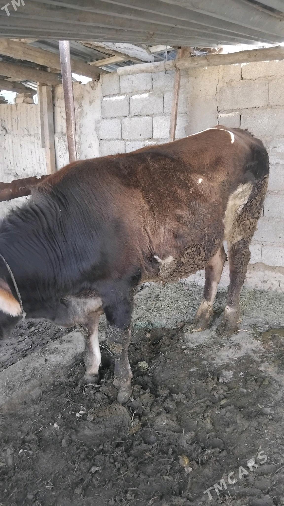 Ökiz - Гёкдепе - img 1