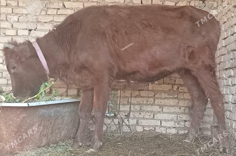 unajin - Türkmenabat - img 1