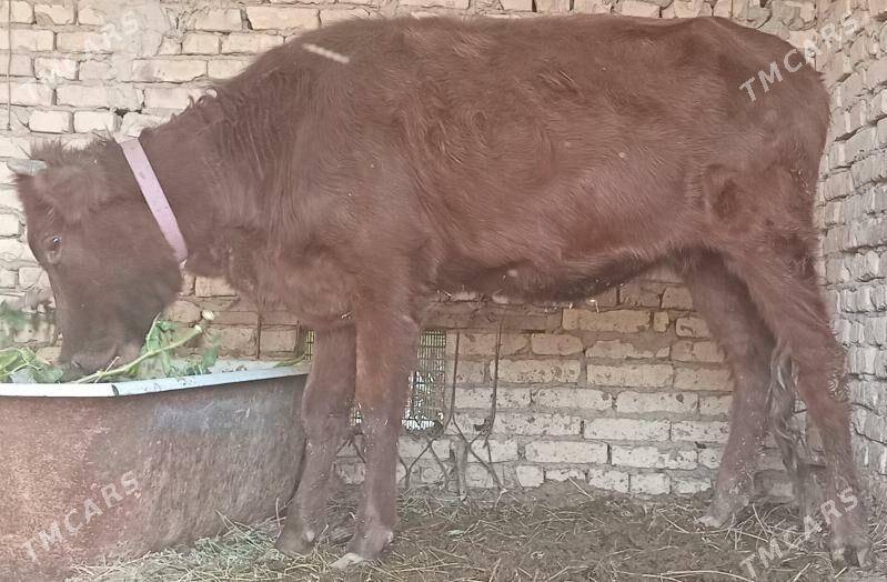 unajin - Türkmenabat - img 2