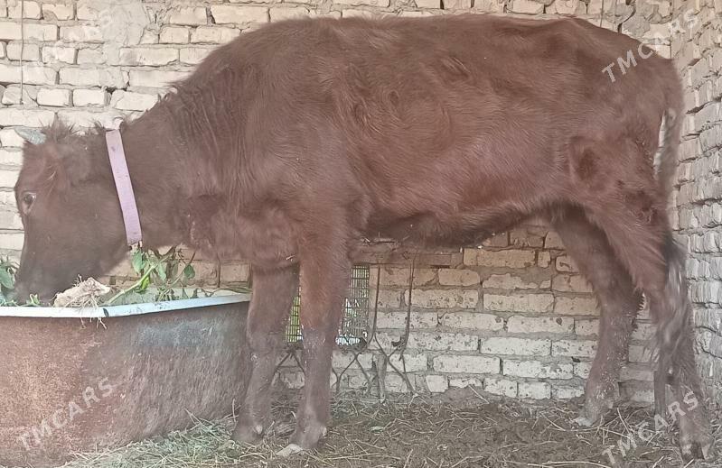 unajin - Türkmenabat - img 3