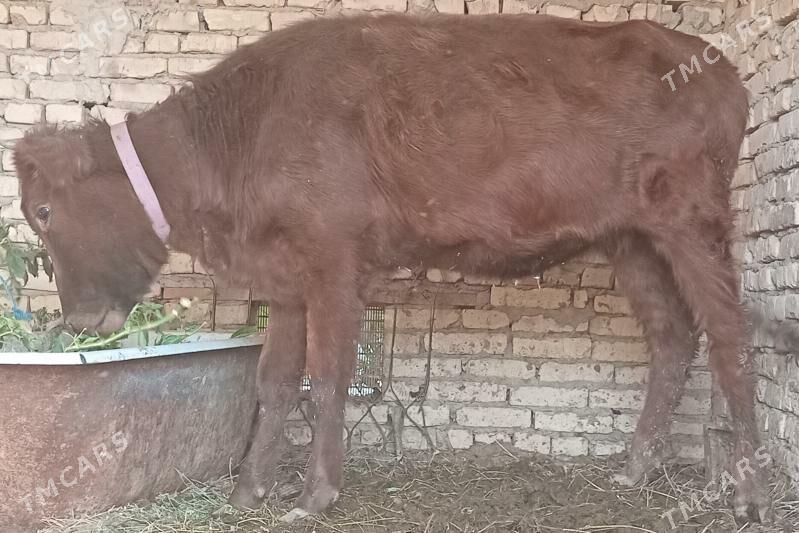 unajin - Türkmenabat - img 4