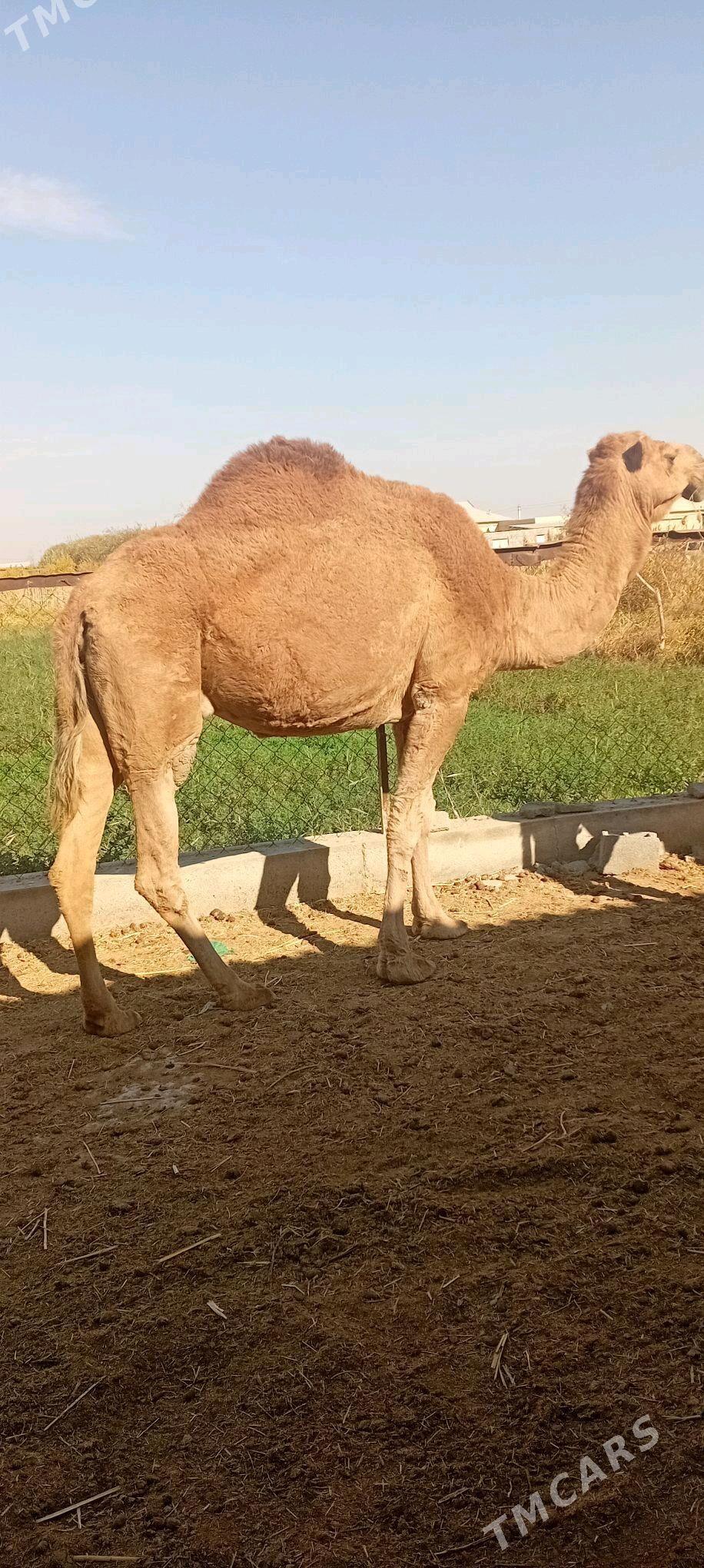 torymly - Теджен - img 1