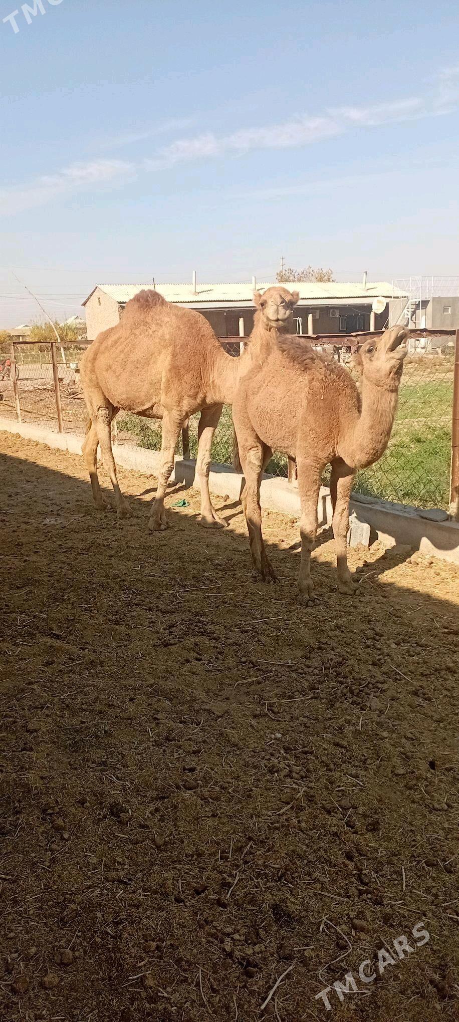 torymly - Теджен - img 2