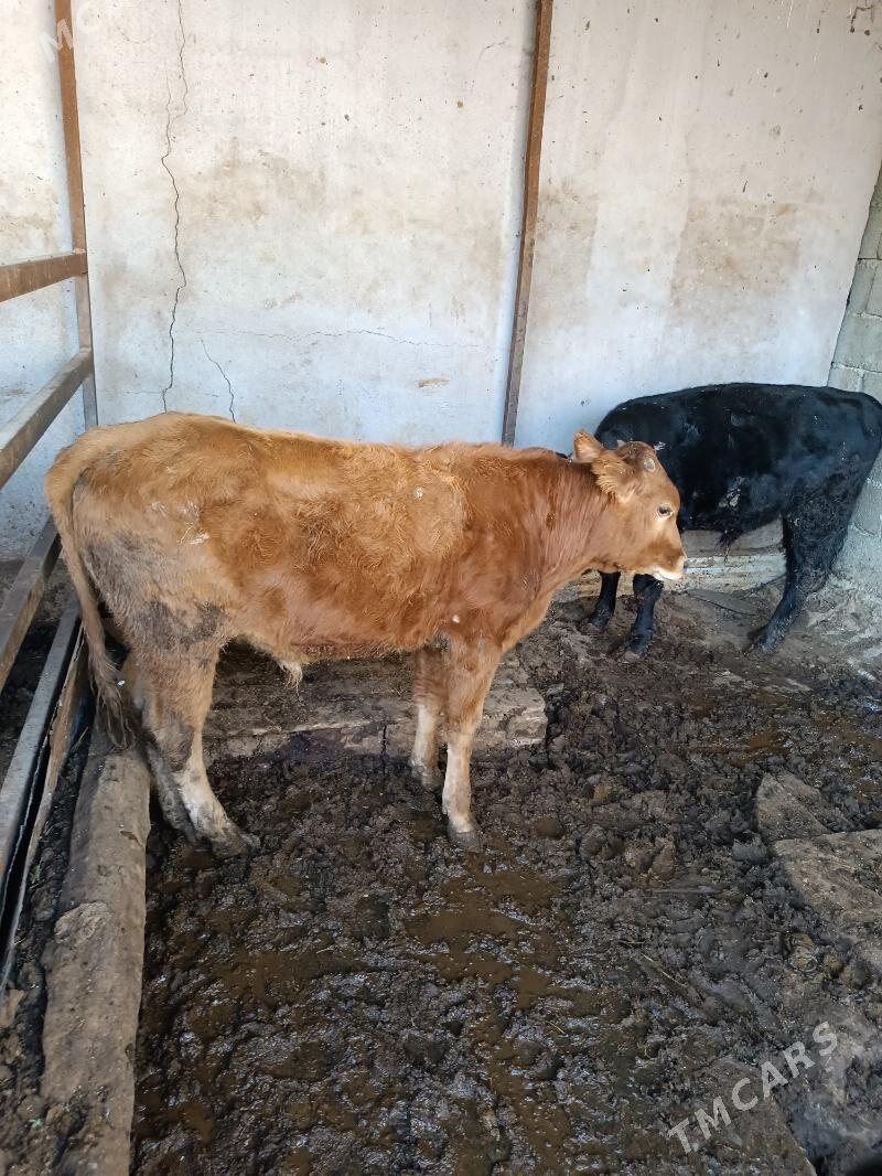 Ökyzçe şwet - Garadamak - img 2