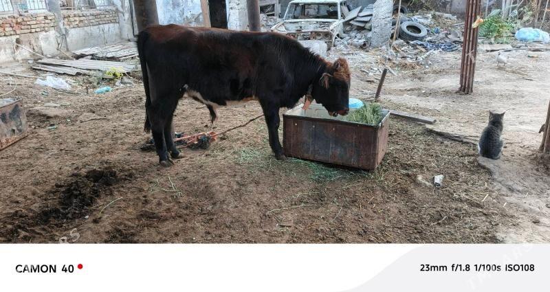 okuzce - Köşi - img 1