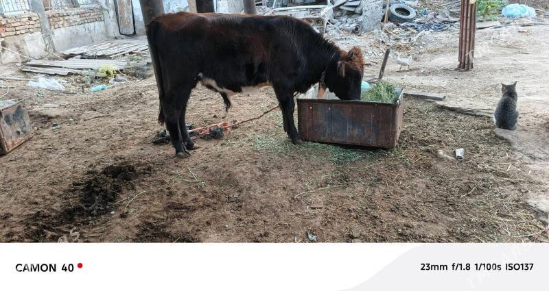 okuzce - Köşi - img 2