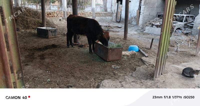 okuzce - Köşi - img 3