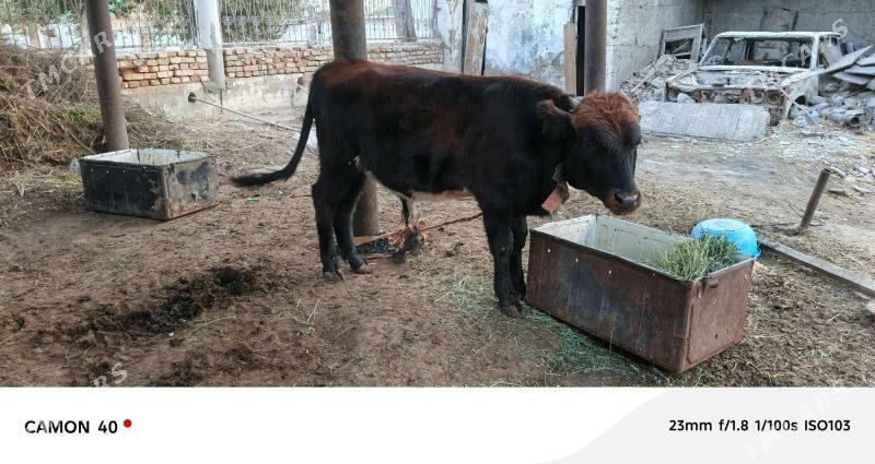 okuzce - Köşi - img 4