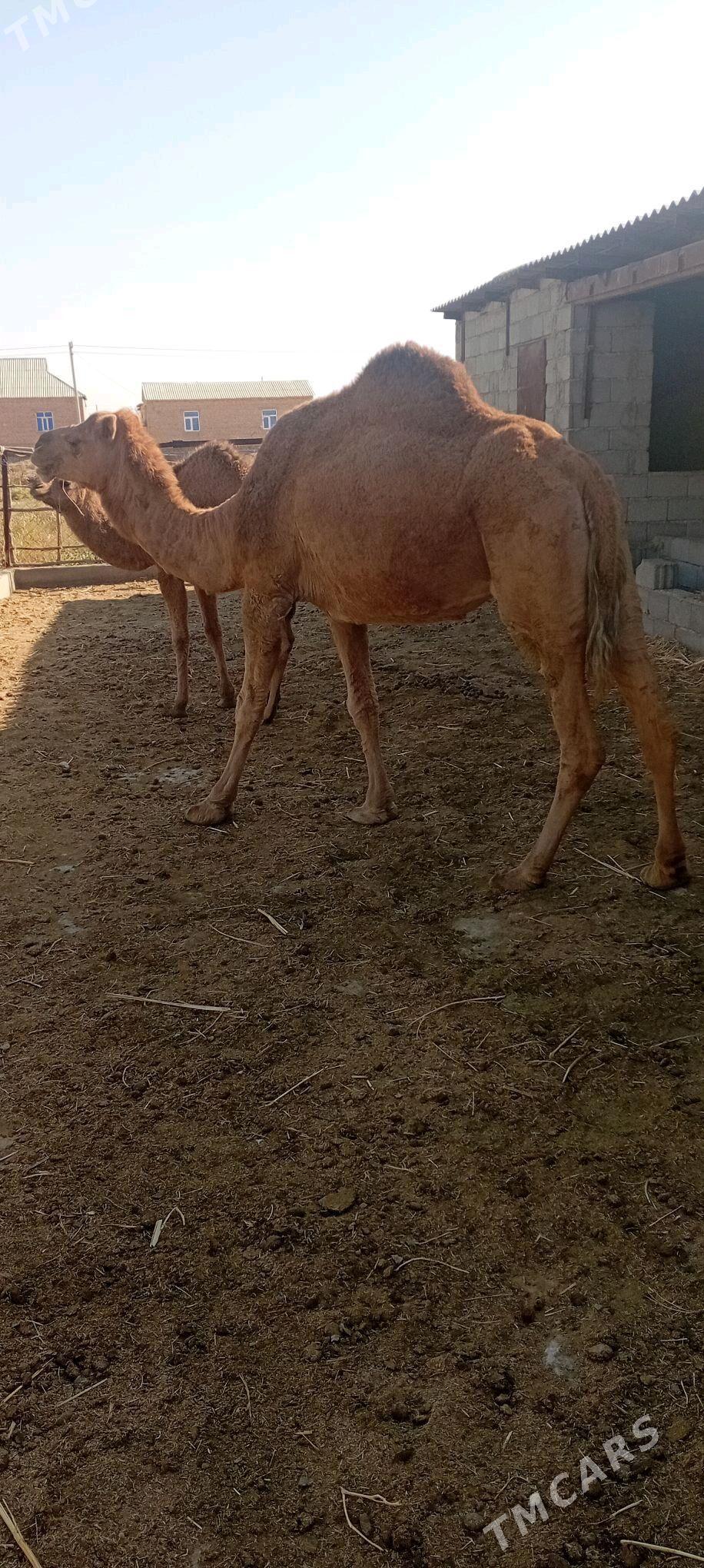 torymly - Теджен - img 5