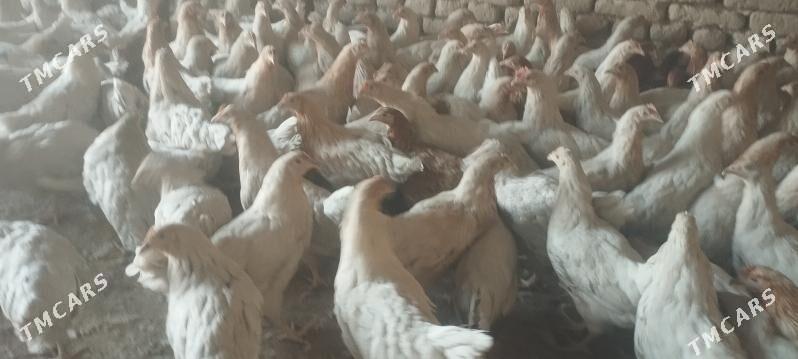 towuk - Mary - img 1